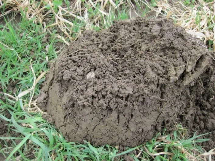 MUSKETBALL FROM FARM FIELD