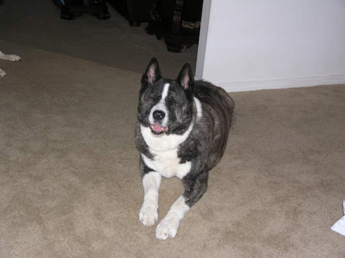 My Buddy - My Akita, Meiko.