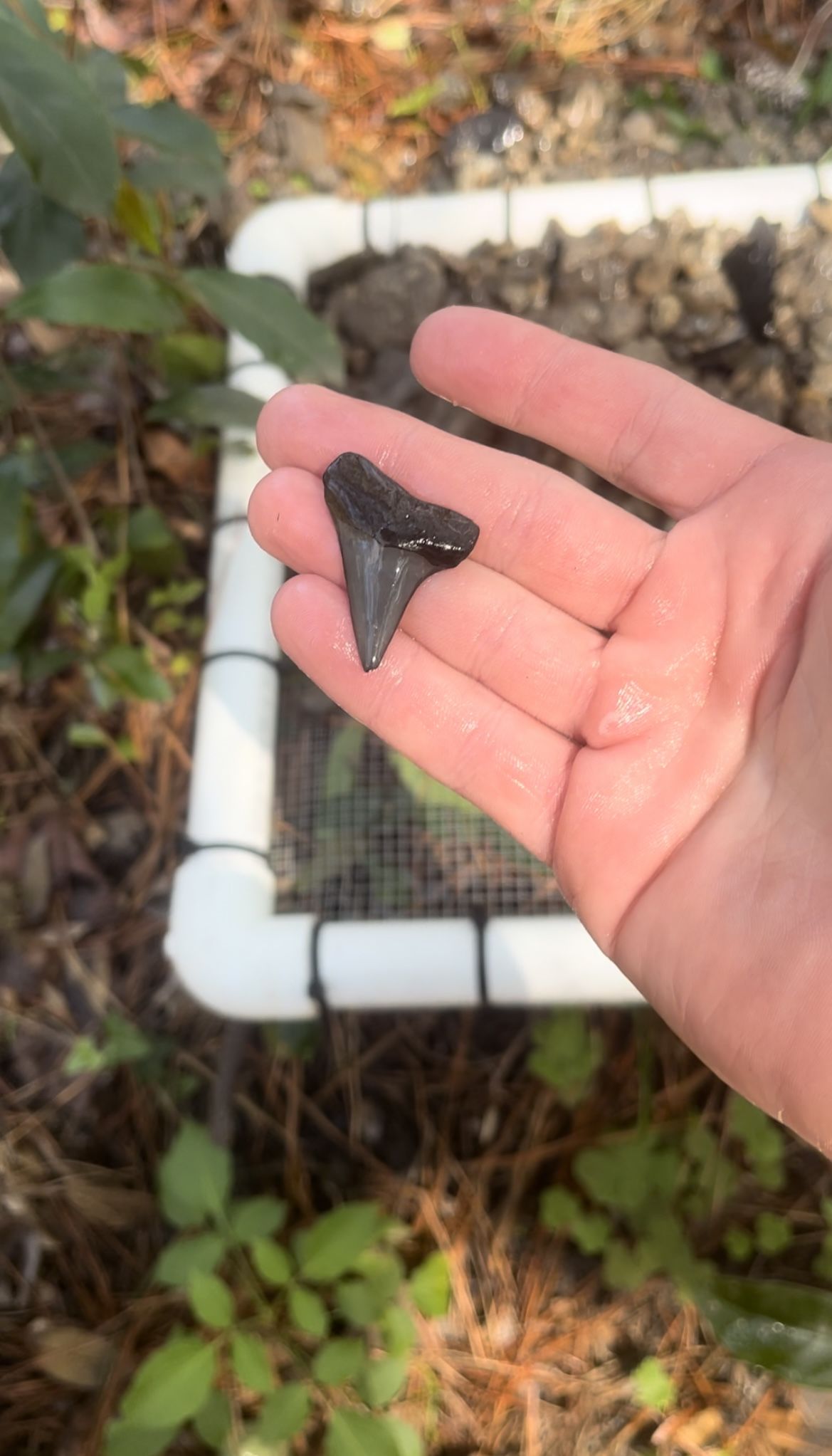 Nice hastalis shark tooth found in Gainsville Florida