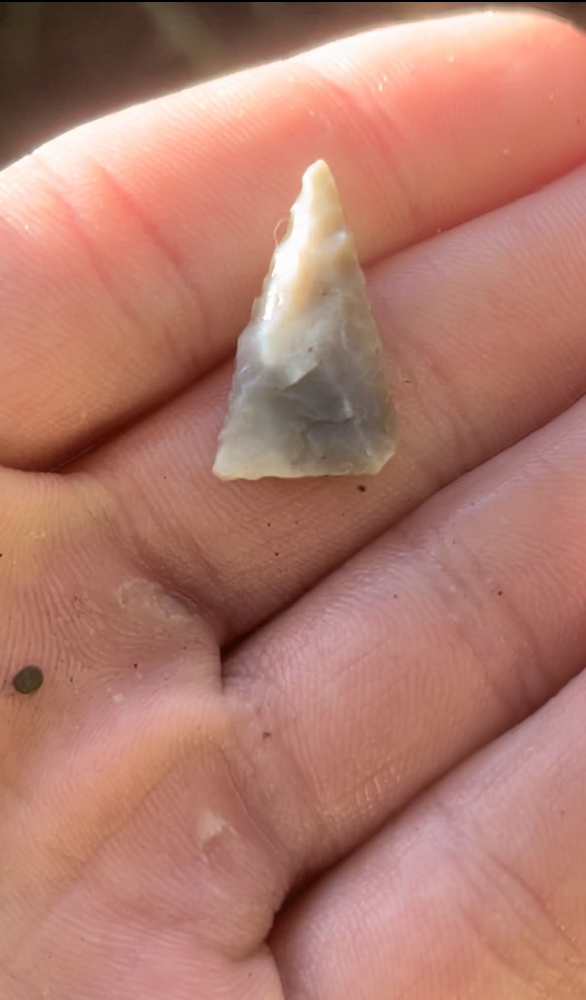 Nice pinellas point I found in north Florida!
