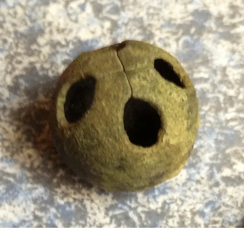 Old possible brass jingle bell. Cherokee Co.