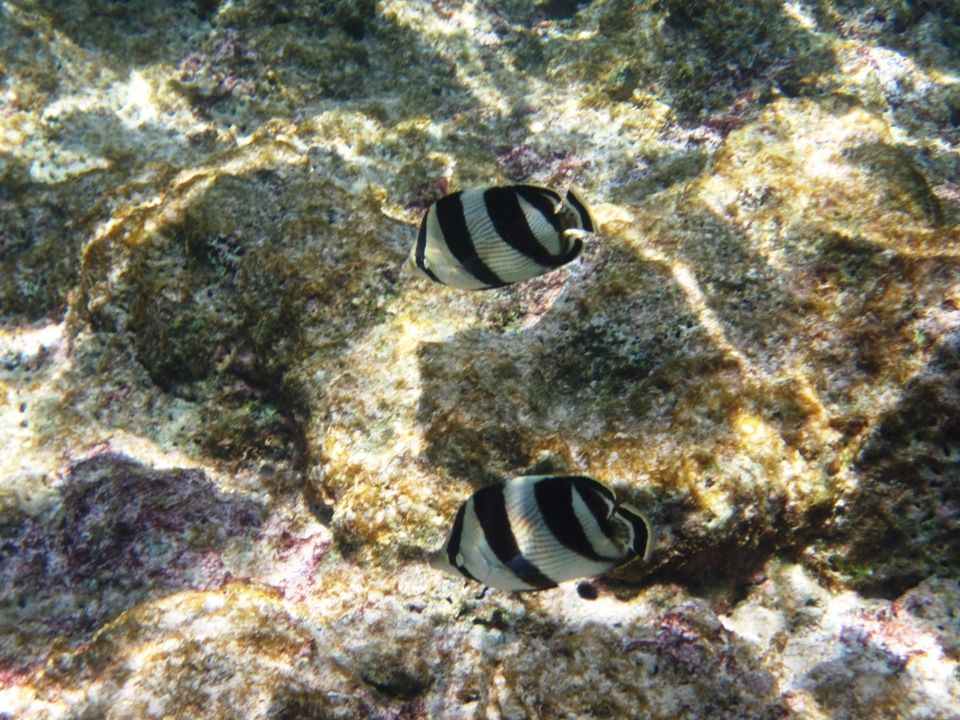 PAIR OF BUTTERFLY FISH IN ARUBA