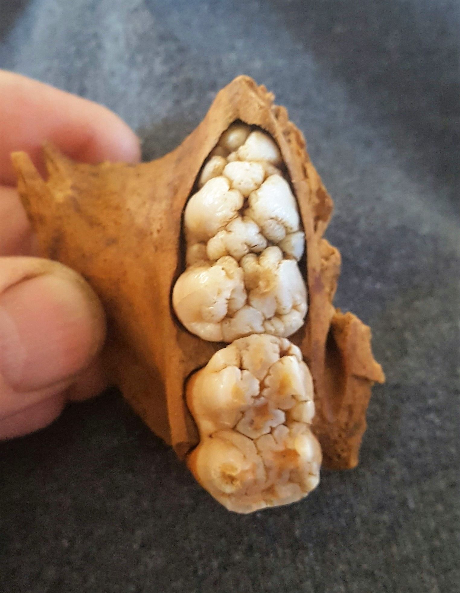 Partial hog jawbone and teeth-food refuse found in a colonial trash pit