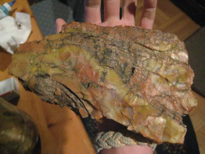 Petrified Wood