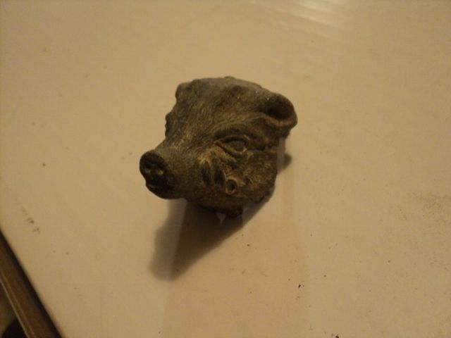 Pigs head odd find