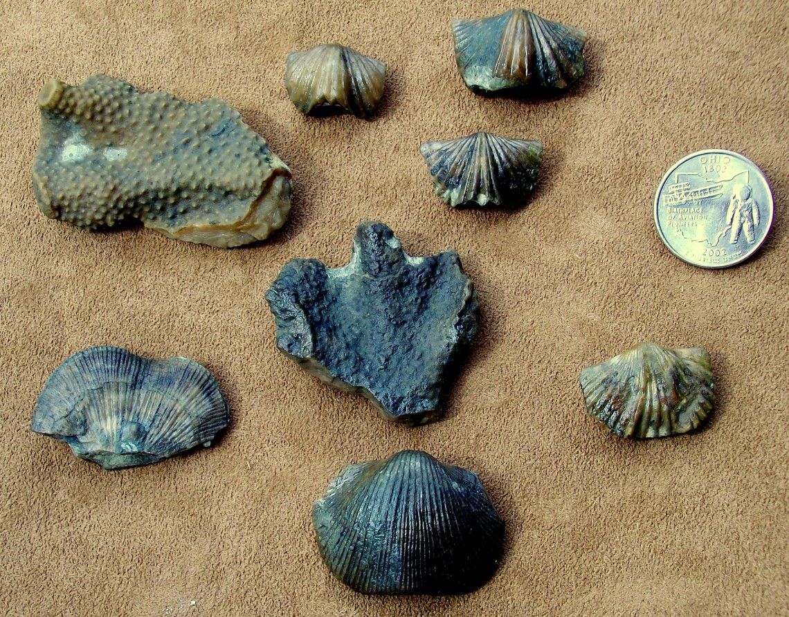 random brachiopods and corals bits found near georgetown