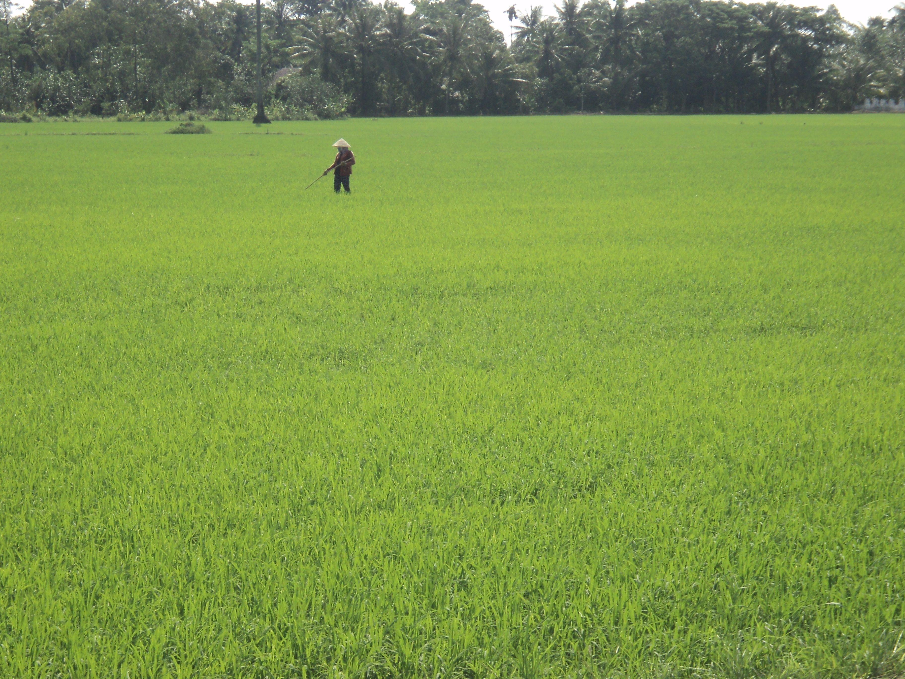 rice feilds mekong delta