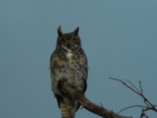 saw-a-great-horned-owl-starring-down-at-me-one-day-creepy-feeling