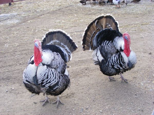 Show Offs - Two of our gobblers showing their colors