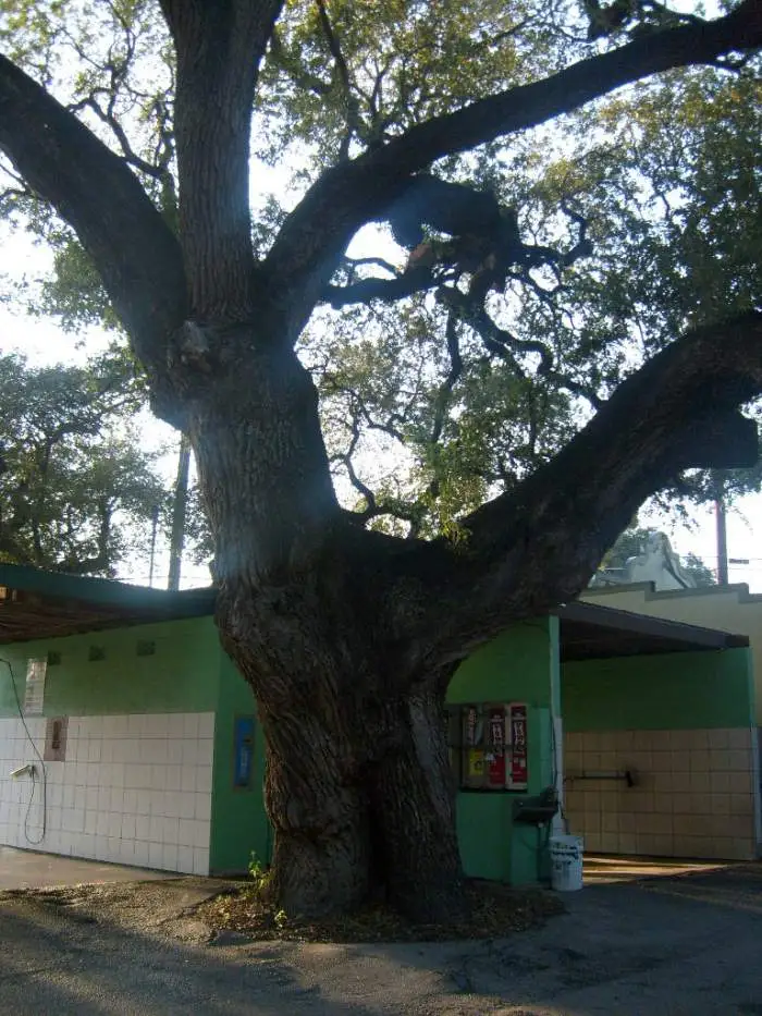 Texas live oak - This is one of  tree's i was talking about. Too bad its got a car wash wrapped around it.