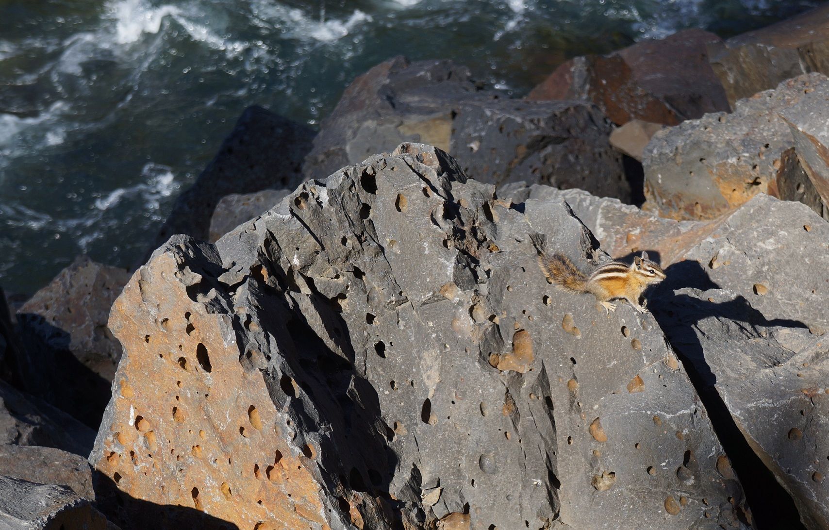 This little guy chased me all over the river!