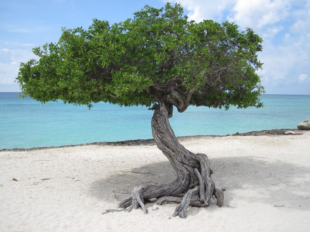 TREE ON AN ARUBA BEACH