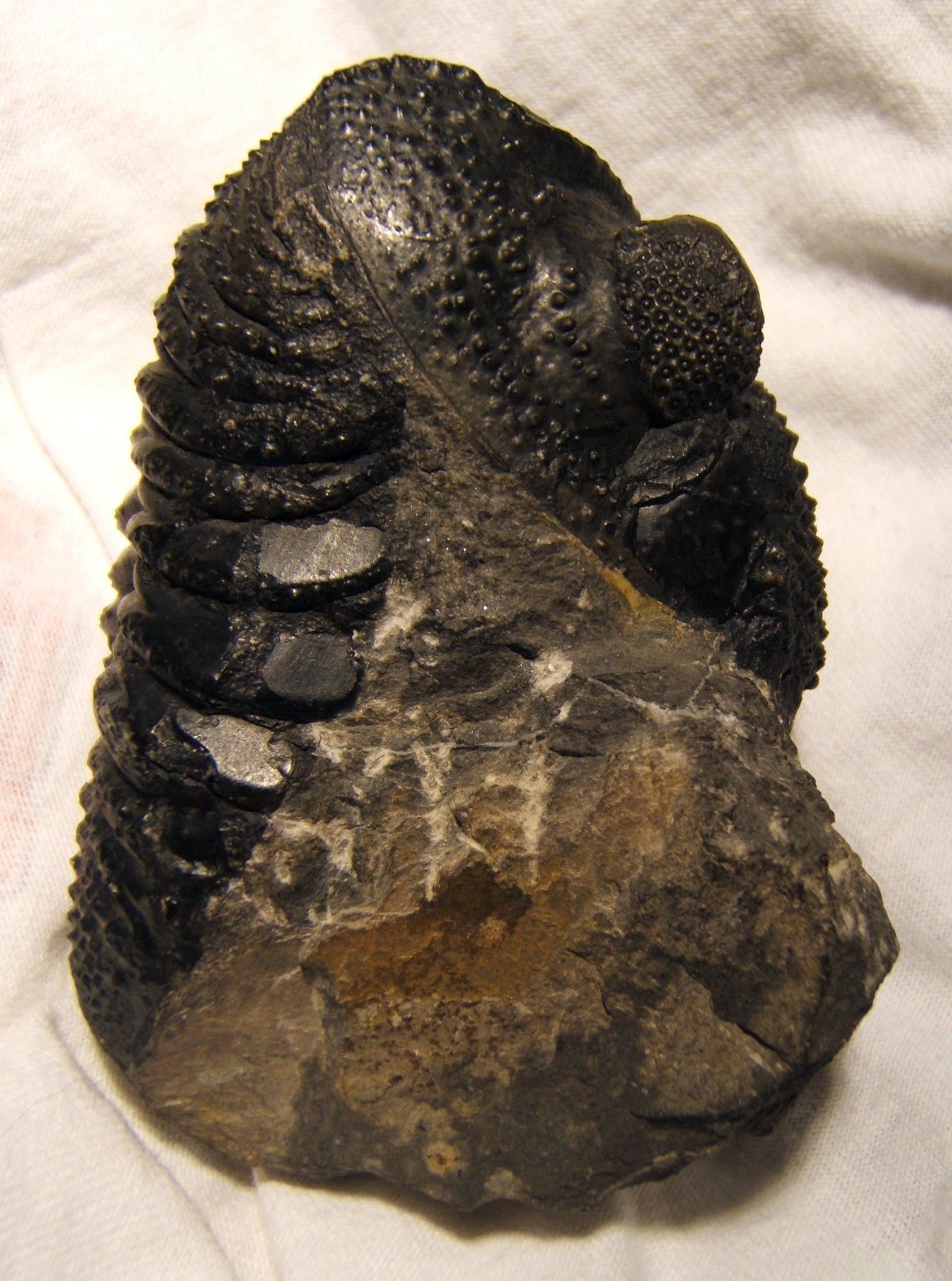 Trilobite