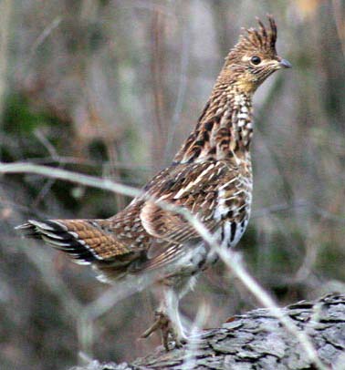 ruffed+grouse.jpg