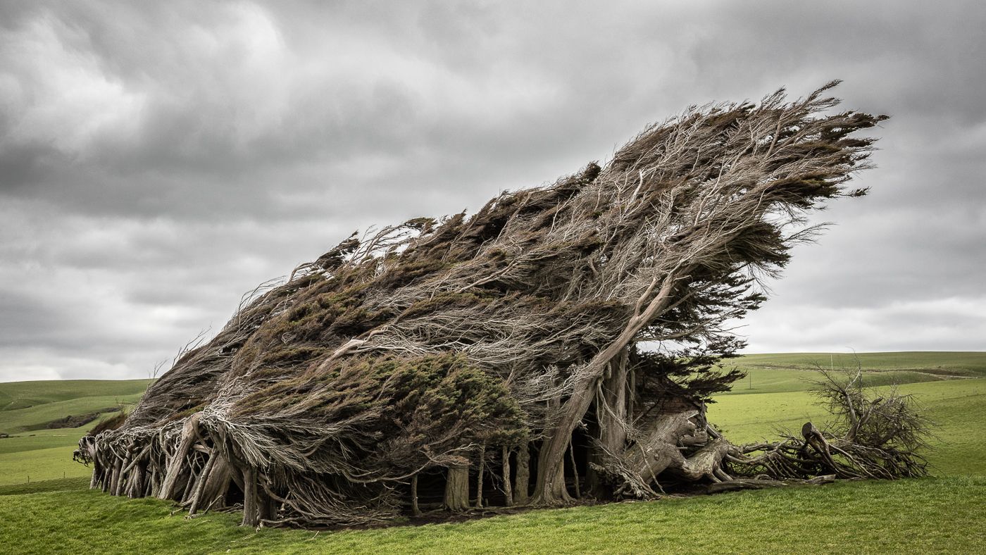 222_9_Windswept-Trees-Slope-Point-New-Zealand.jpg