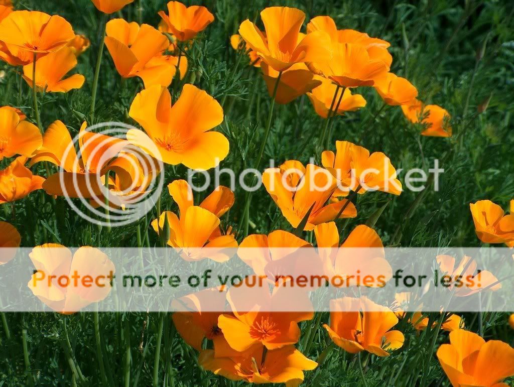 Poppies2a.jpg