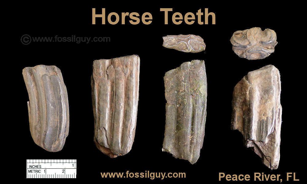 fossil-horse-teeth.jpg