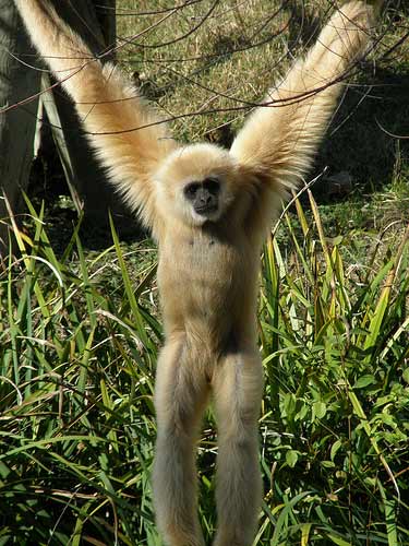 gibbon.jpg