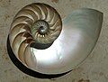 120px-NautilusCutawayLogarithmicSpiral.jpg