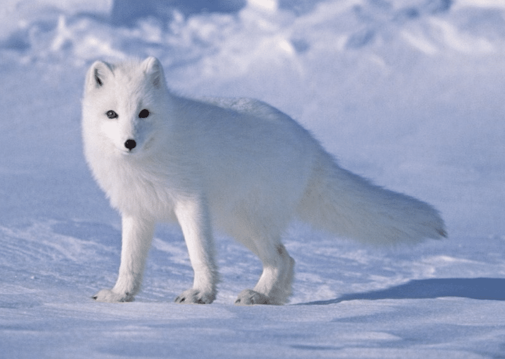 Arctic-Fox.png