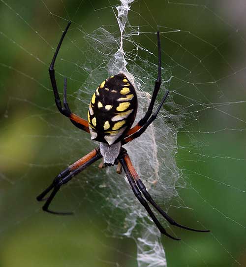 golden+orb+weaver+spider.jpg