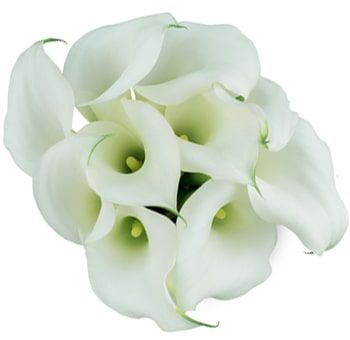 wholesale-white-mini-calla-lilies.jpg