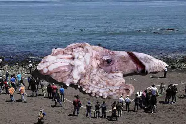 Photoshopped-image-of-a-Giant-Squid.jpg