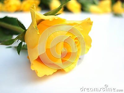 bunch-yellow-roses-one-rose-single-337214.jpg